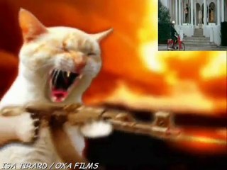 COMPIL DE CHATS qui délirent