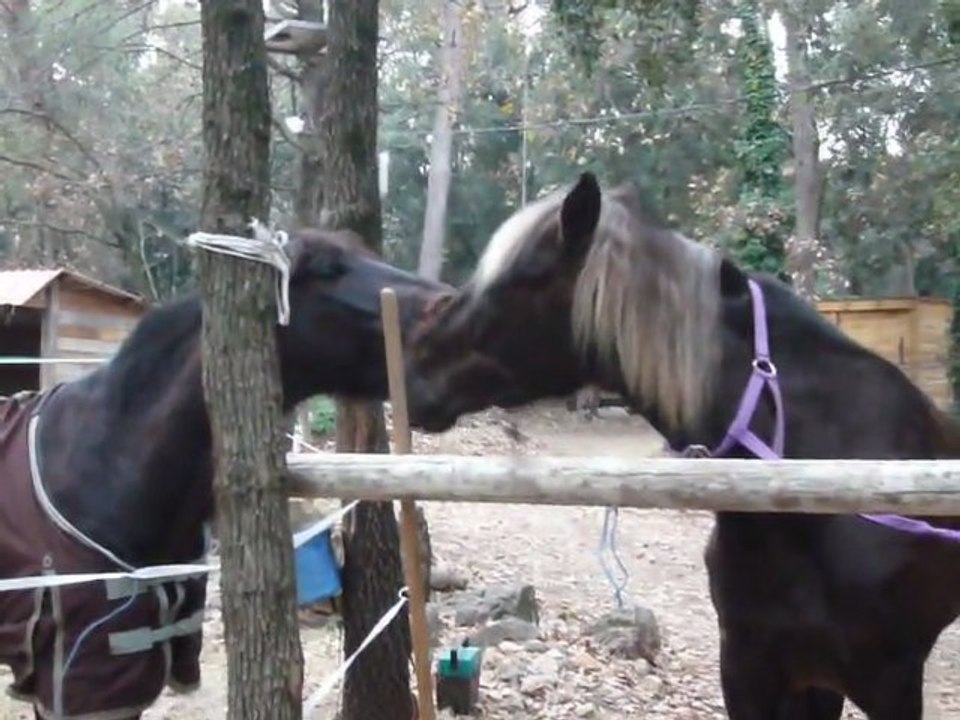 Silver Sam et Oural, le bisou