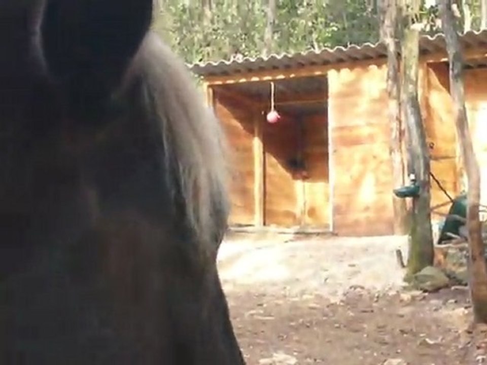 arrivée chez Silver Sam