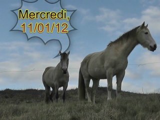 Wave ski, le 11.01.12