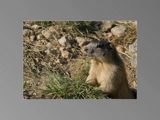 Best Off  Faune sauvage de P1