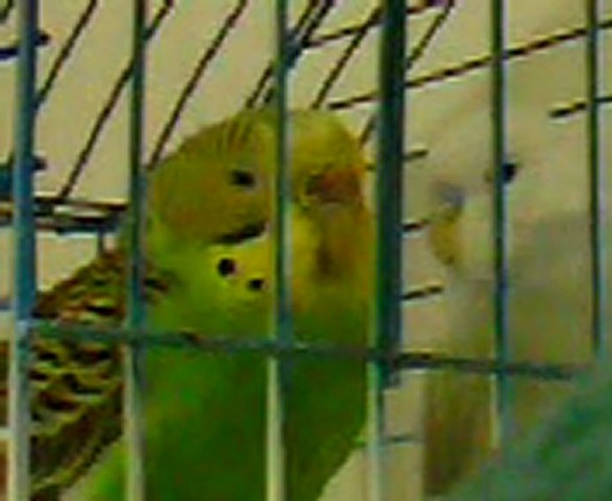 çaktırmadan öpüşen kuşlar