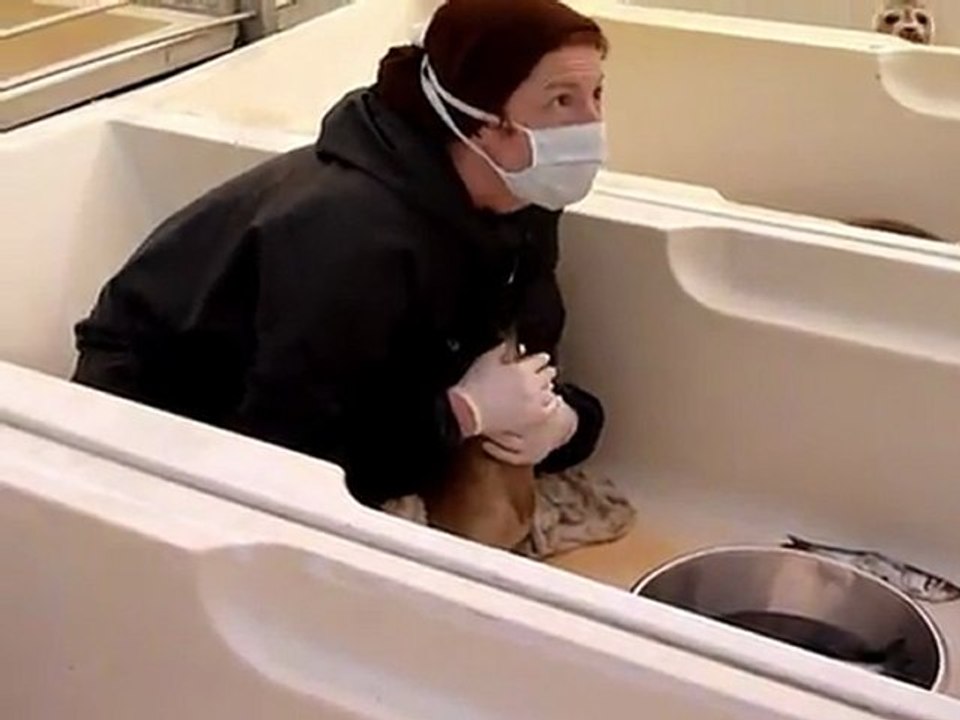 Holanda: un hogar para focas bebé