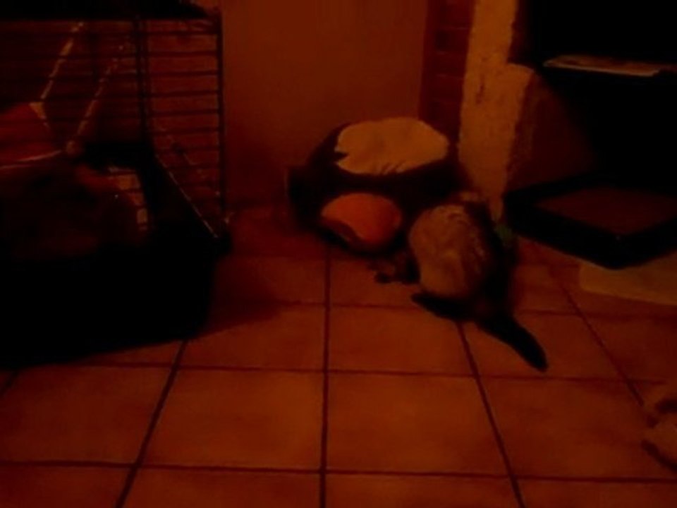 HALF (a adopter "furet et cie" 19/1/12)