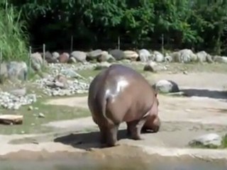 El Pedo del Hipopótamo