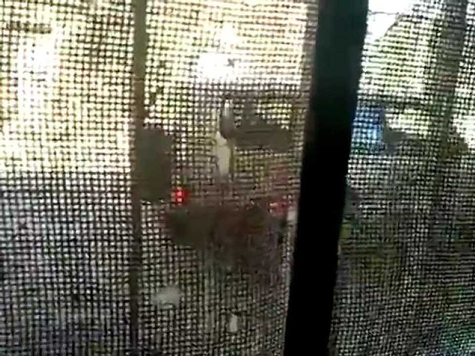 فري برس   درعا خربة غزالة دخول قوات الأمن القمعية للمدينة 5 10 2011