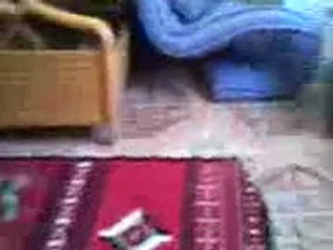 فري برس دوما مداهمة وتكسير أحد المزارع بطريق المكاسر 05 10 2011