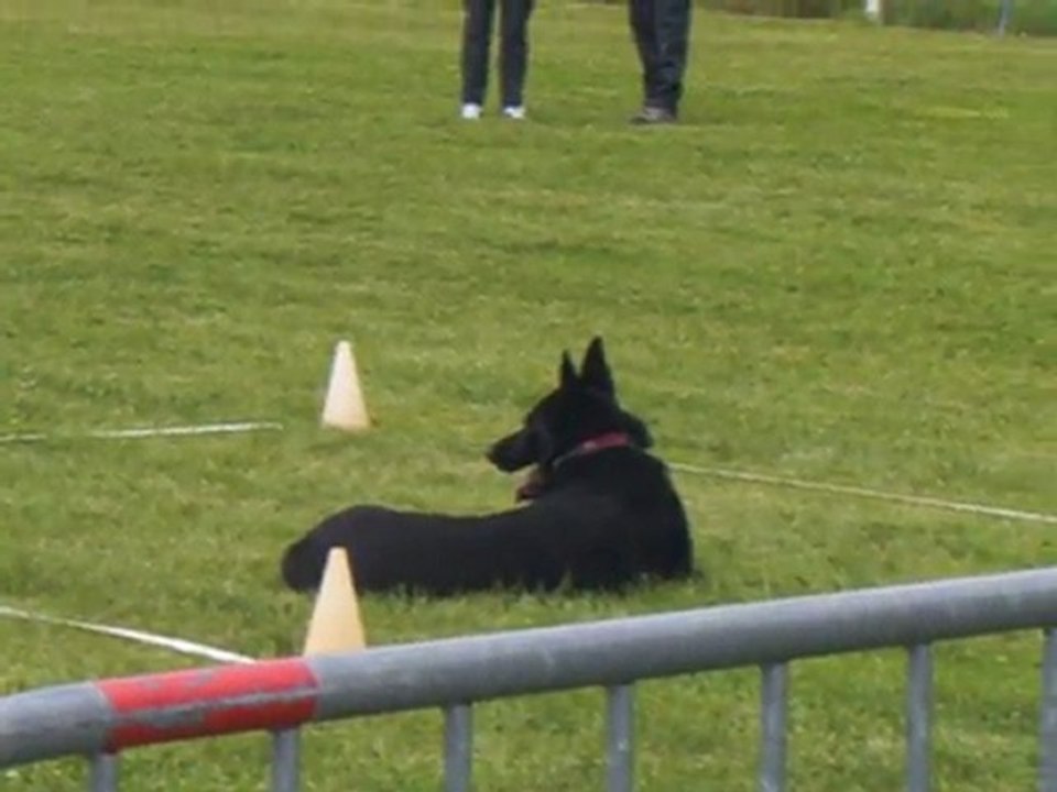 Bendjy des Wallabies, en avant Obéissance 1