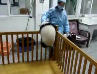 Firar Etmeye Çalışan Panda