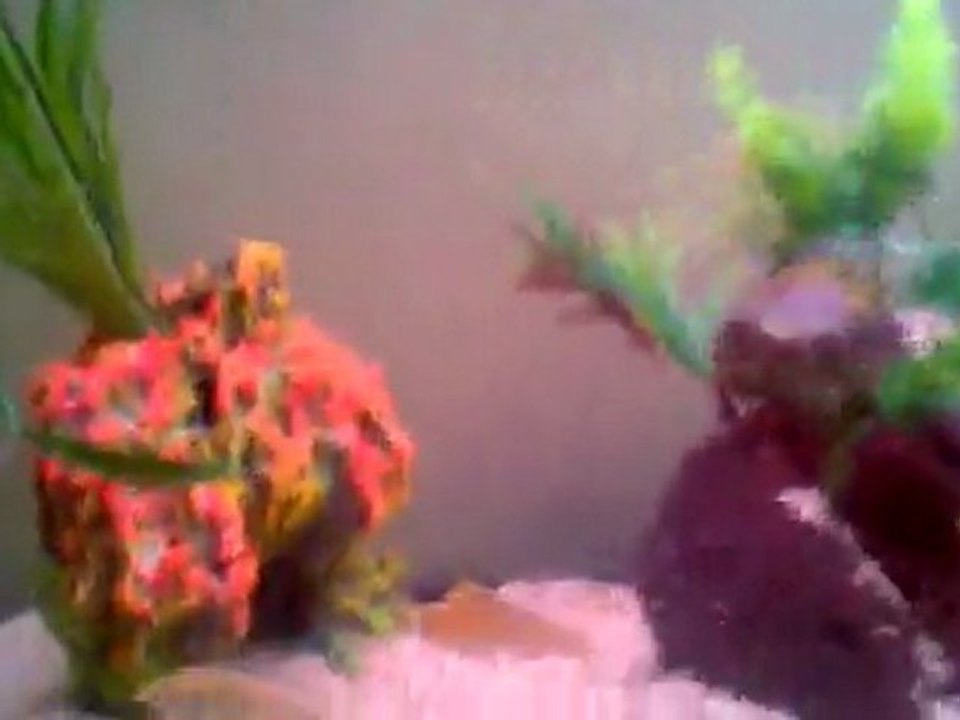 Sarı prenses ve iceman akvaryumum