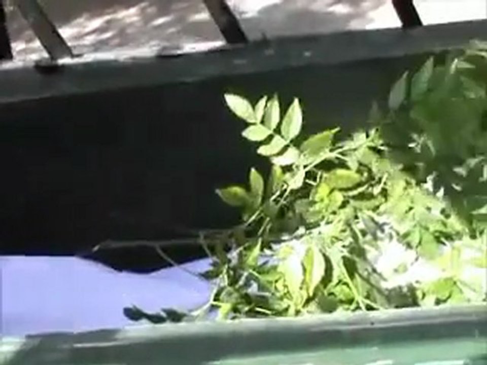 فري برس   محاصرة المصلين في جامع البر بحي باب الدريب وتهريب الشهداء من الباب الخلفي تحت الحصار 19 10 2011