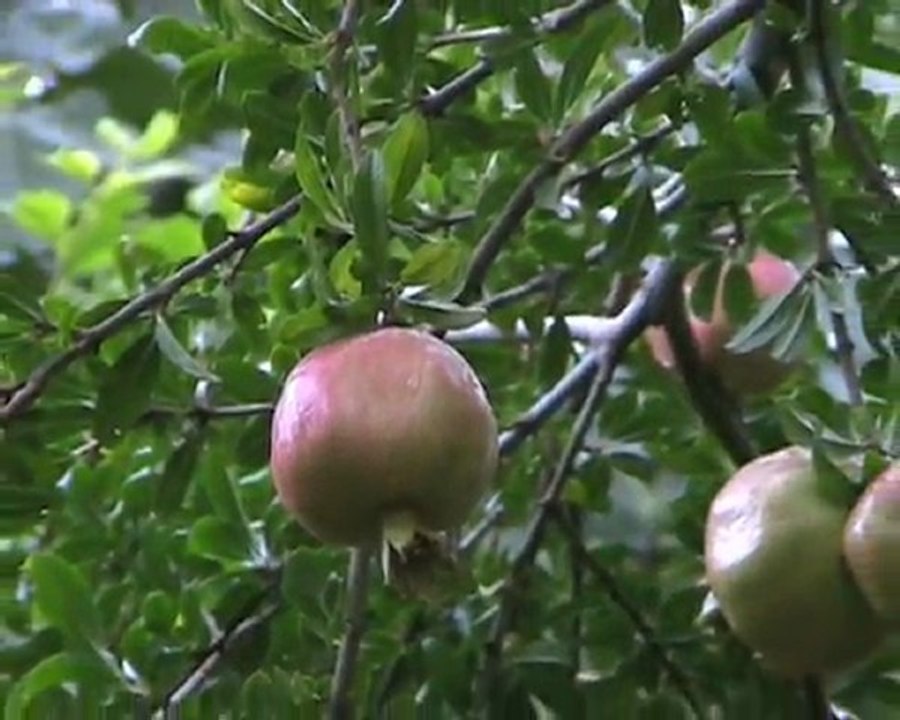 NAR AĞACINDA DÖRT MEVSİM