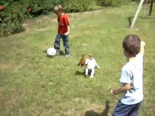 batman jack russel footballeur