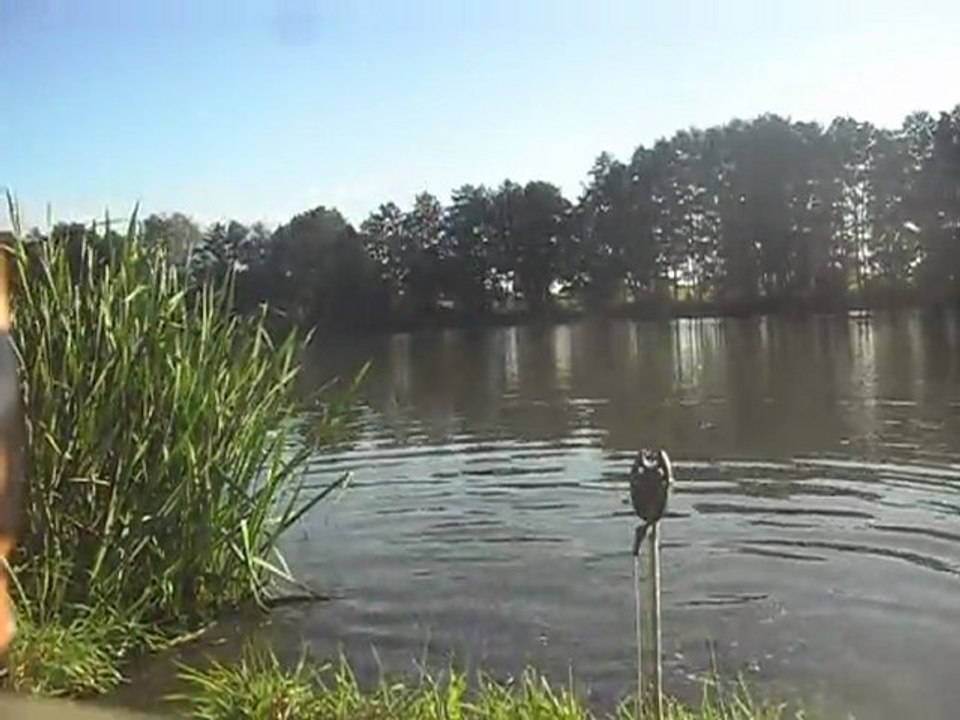 pêche a la carpe