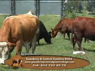 3_GANADERIA Y CENTRAL GENETICA BOGA 2 Enero 20 de 2012
