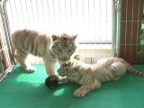Twin White Tiger Cubs Debut at Qingdao Forest Wildlife World