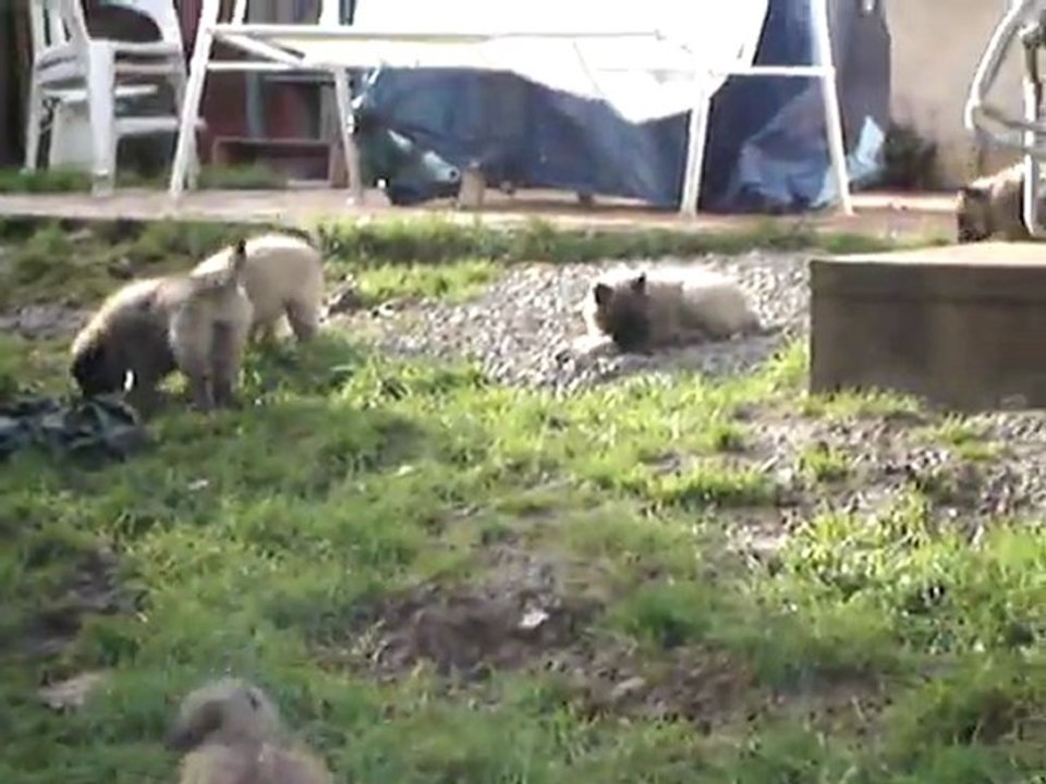 Chiots de Dyxie et Cyrano -notre première sortie, enfin un rayon de soleil