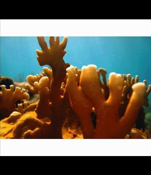 Sola I Muvrinie VISITE DE LA CORSE