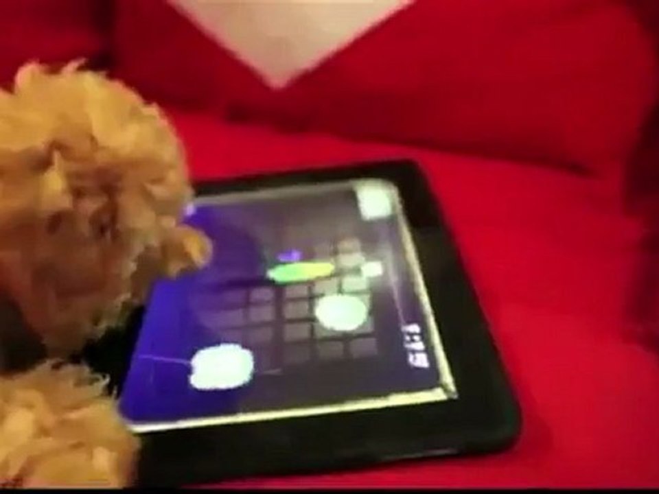 Compilation d'animaux pro gamers