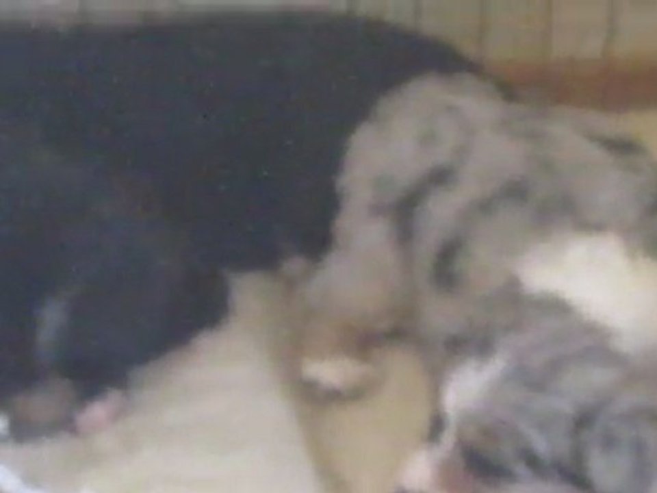 Première Portée Funny Video 1