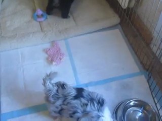 Première Portée Funny Video 3