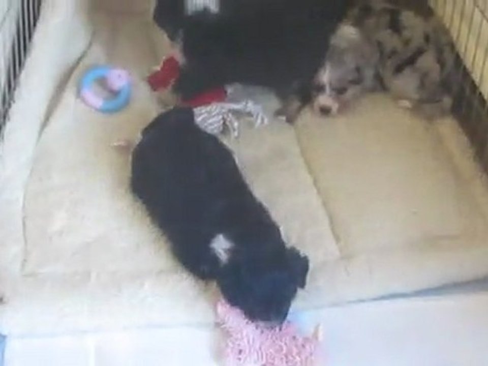 Première Portée Funny Video 4