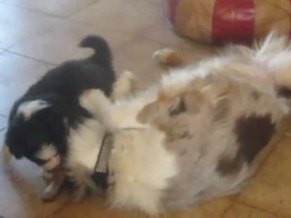 Première Portée Funny Video 5