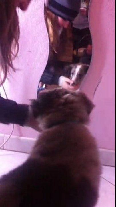 Gucci se regarde dans le miroir (1)