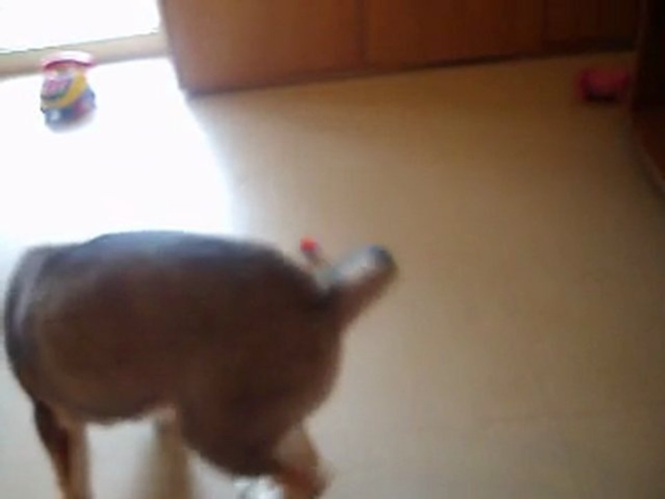 ginger et la toupie d'enzo mdr