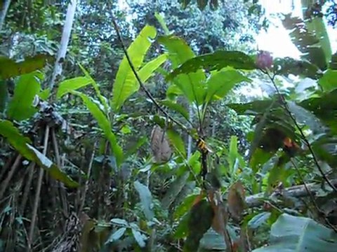 Crépuscule avec les cigales