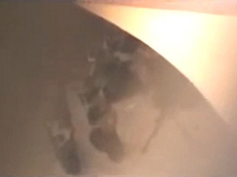 فري برس ريف دمشق دوما انتشار عصابات الاسد في المدينة ,,,ثاني ايام عيد الاضحى المبارك 7 11 2011 ج2