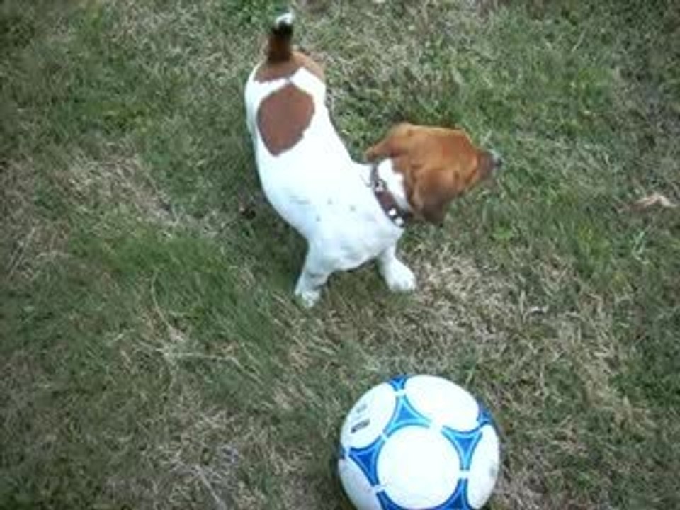 batman chien footballeur
