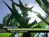 Graves, pérdidas de cultivos de maíz en Argentina