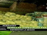 Agricultores paraguayos recibirán semillas certificadas