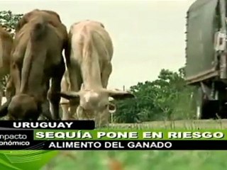 En riesgo el alimento del ganado por la sequía: Uruguay