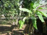 Property for sale in Trivandrum City : Plots for Sale at Vazhuthacaud, Trivandrum