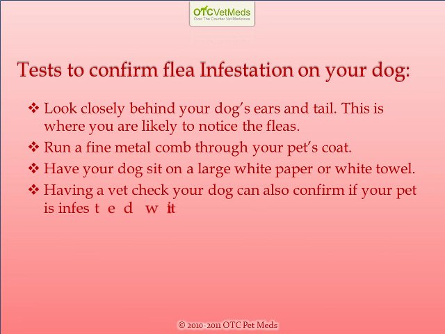 Symptoms of fleas on dogs
