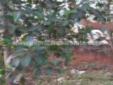 Trivandrum Property Classifieds : Land for Sale at Parassala, Trivandrum