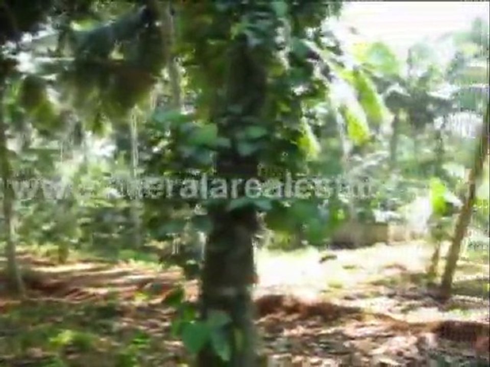 Property for sale in Trivandrum Real Estate : Land for Sale at Mulluvila Vizhinjam, Trivandrum