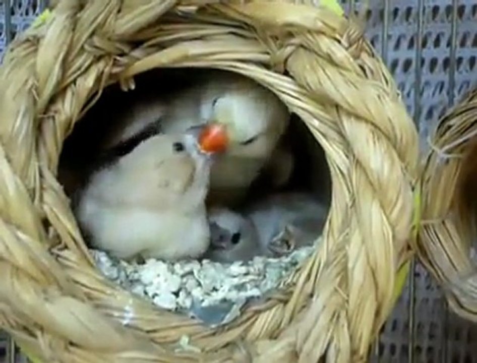 Korkak tavuk, yavrusunu himaye için ite, arslana saldırır.yemez yavrularına yedirir