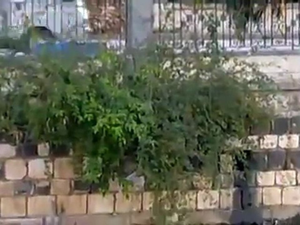 فري برس   حماه  الامن والشبيحة ما زالو متواجدين في حماه 28 11 2011