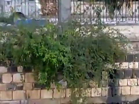 فري برس حماه الامن والشبيحة ما زالو متواجدين في حماه 28 11 2011