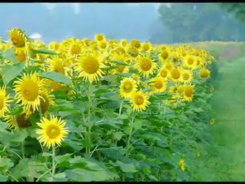 Nicu Alifantis - Floarea Soarelui