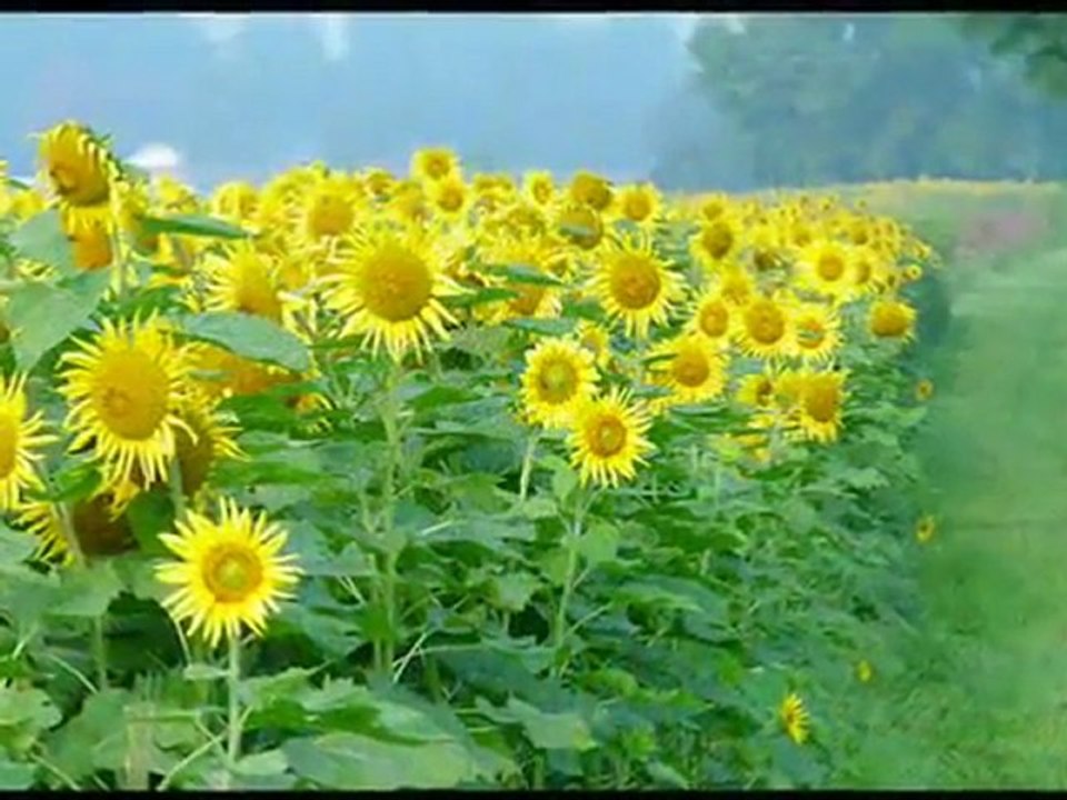 Nicu Alifantis - Floarea Soarelui