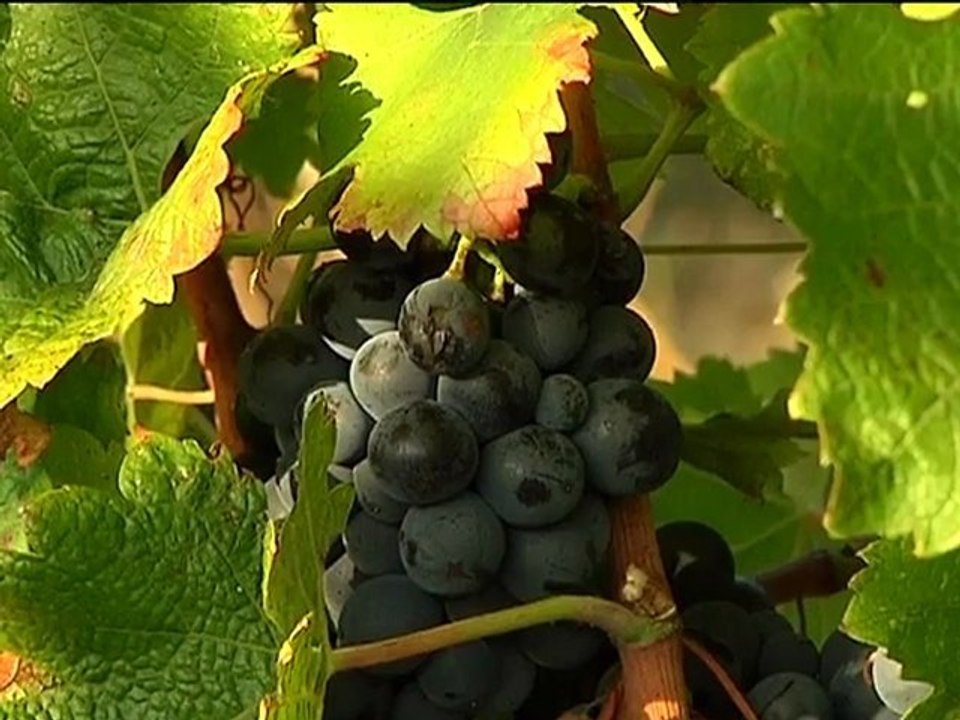 Vin bio naturel sans sulfites - Sud de la France - Costes Cirgues