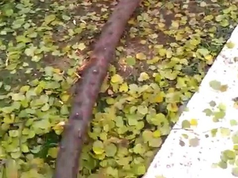 فري برس حمص الحولة صورة أخرى لحصار عصابات الأسد للحولة 15 12 2011