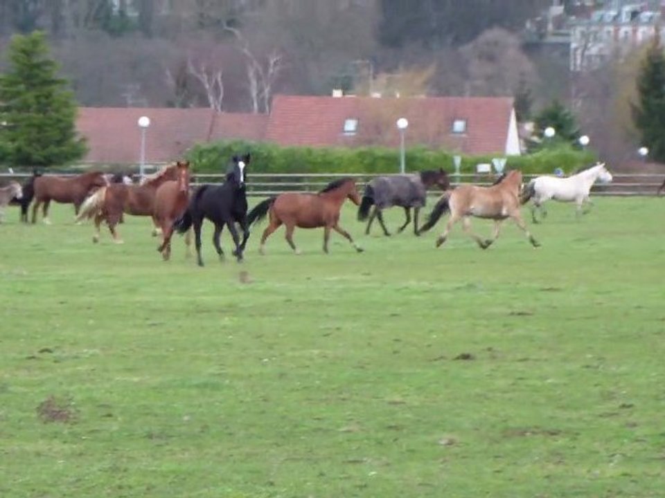 remise au pré 2 / 20 janvier 2012