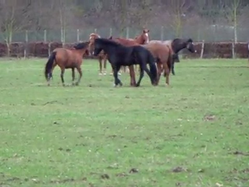 retour au pré Tango