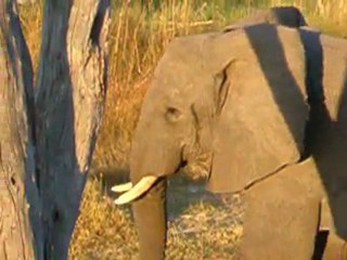 Eléphants d'Afrique