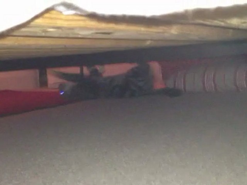 kitten Defies Gravity - Spider Cat
